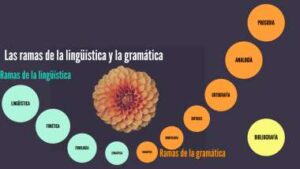 Descubre las ramas de la lingüística y su importancia